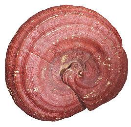 DEAD ISLAND 2 于  2023 年 4 月 21 日发售!  